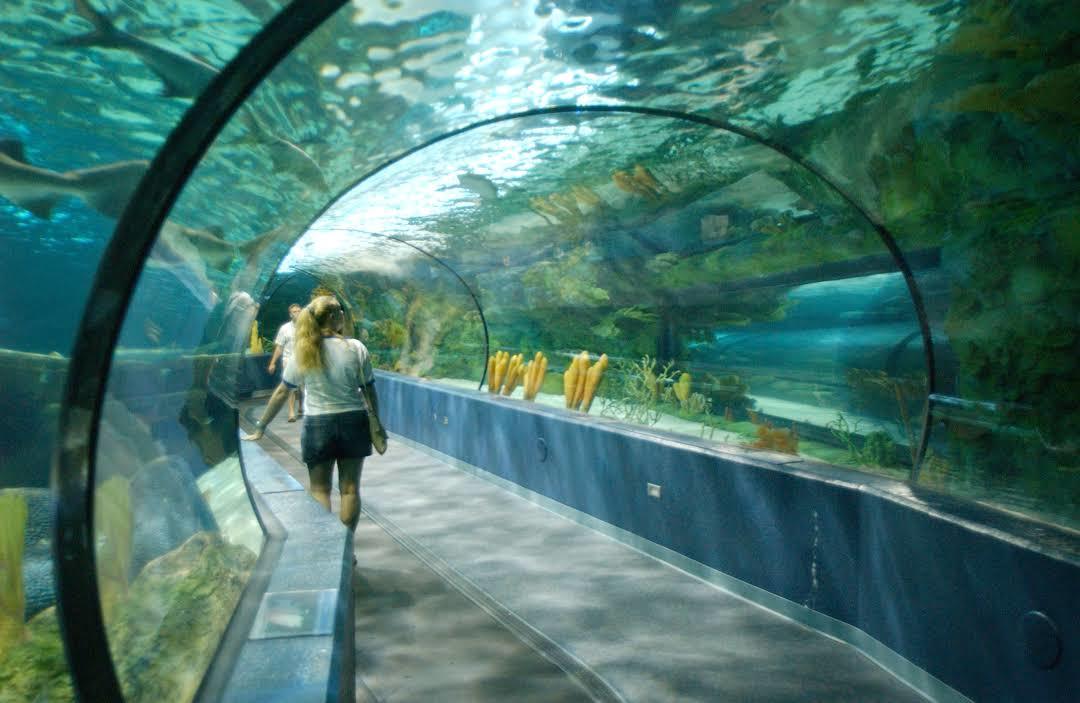 Ripley's Aquarium of Myrtle Beach
