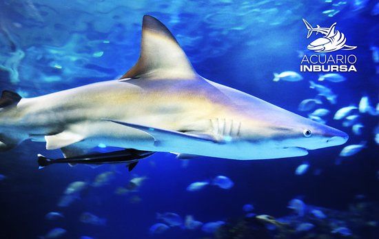 Acuario Inbursa