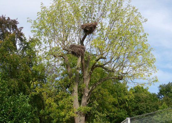 Fasanerie Gross-Gerau