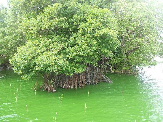 Mangrove Nursery