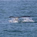 Wynnum Garden Chinese Restaurant