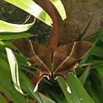 Charka, Kruzhek i Gachek