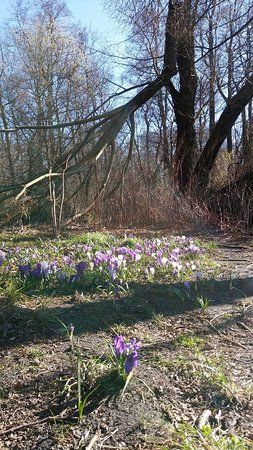 Parque Jungfernheide