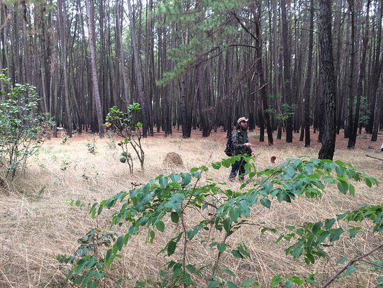 Flona - Floresta Nacional de Brasilia