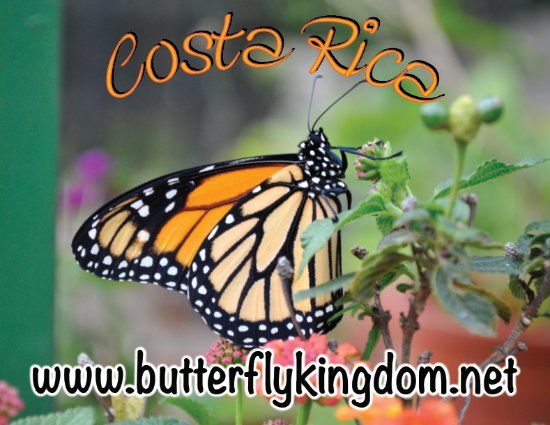 Butterfly Kingdom Costa Rica