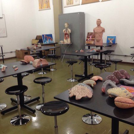 Anatomy Museum