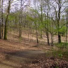 Aaper Wald