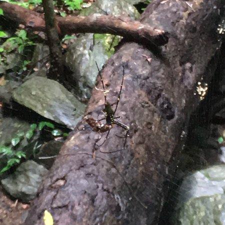 The Blue Arrow Circuit