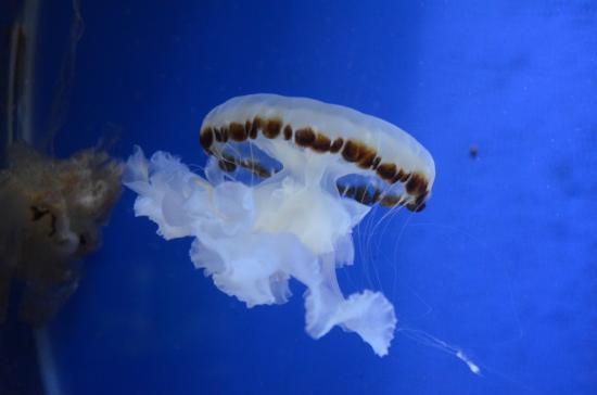 Fisheries Department Research Institute Aquarium