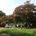 MaMa MiYa Pizza Lang