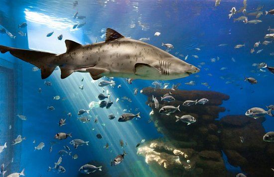 Palma Aquarium
