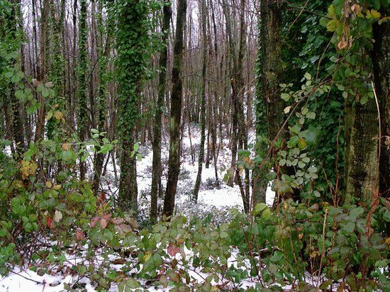 Parco Urbano dei Camaldoli