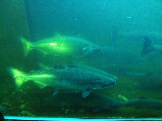 The Lake Washington Ship Canal Fish Ladder