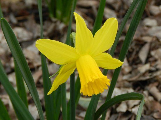 JC Raulston Arboretum at NC State University