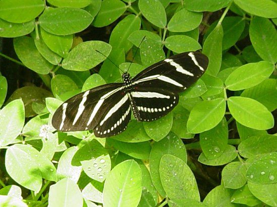 The Butterfly Estates