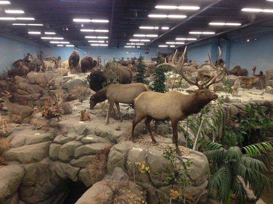 Rosenbruch Wildlife Museum