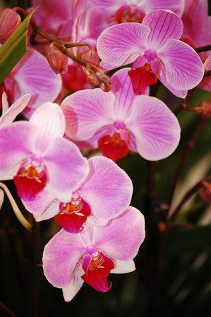 Cleveland Botanical Garden