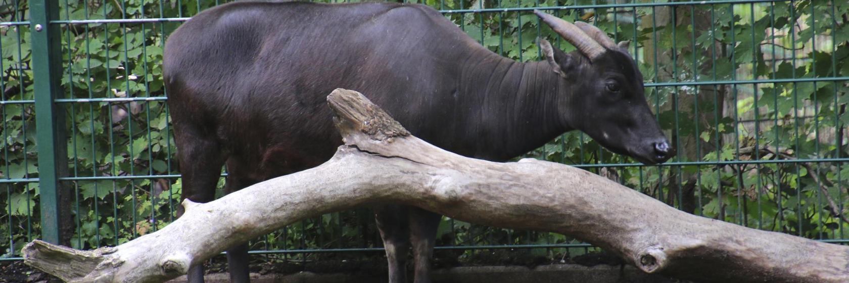 Ragunan Zoo