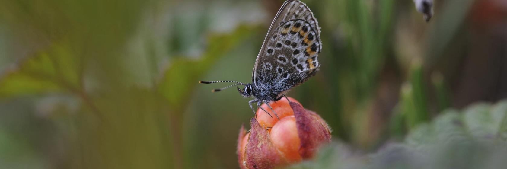 Arctic-alpine Botanic Garden